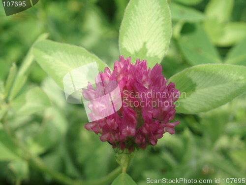 Image of Trifolium pratense