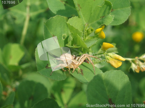 Image of Spider