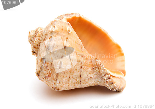 Image of Sea shell