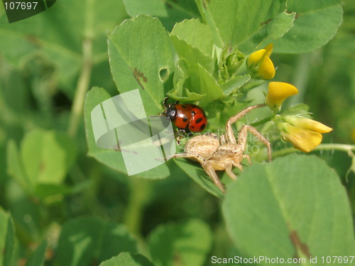 Image of Cocollina and Spider