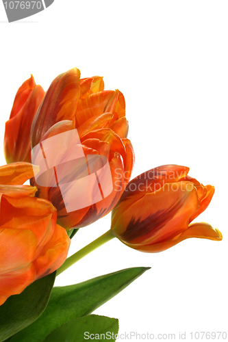 Image of bouquet of tulips