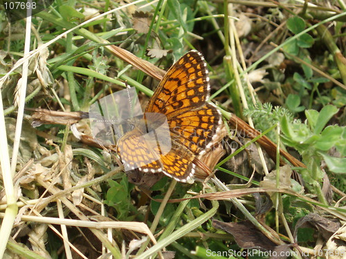 Image of Butterfly