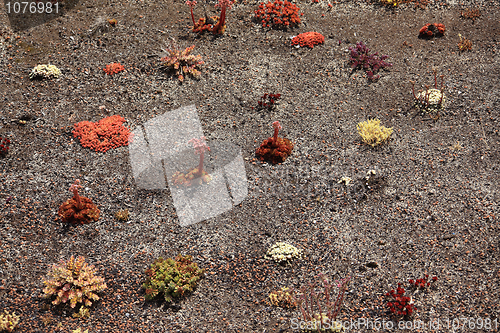 Image of Roof gardening