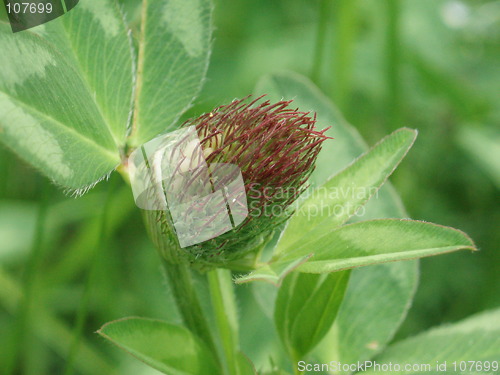 Image of Trifolium pratense bud