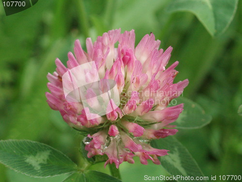 Image of Trifolium pratense