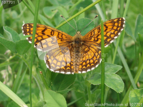 Image of Butterfly