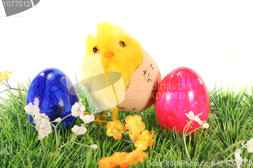 Image of Easter eggs and chicks on a meadow