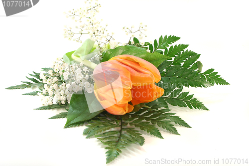 Image of tulip