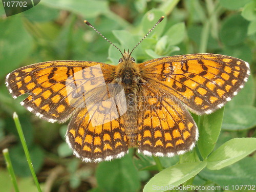 Image of Butterfly