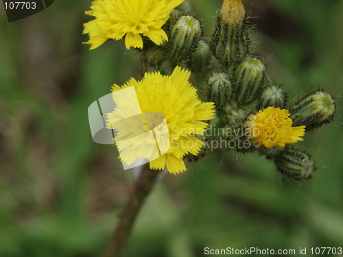 Image of Yellow wild flower