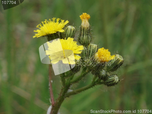 Image of Yellow wild flower