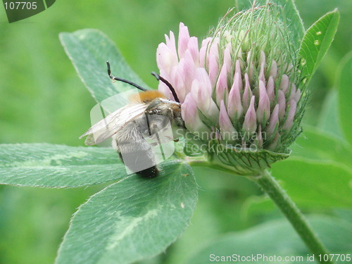 Image of Trifolium pratense and Bee