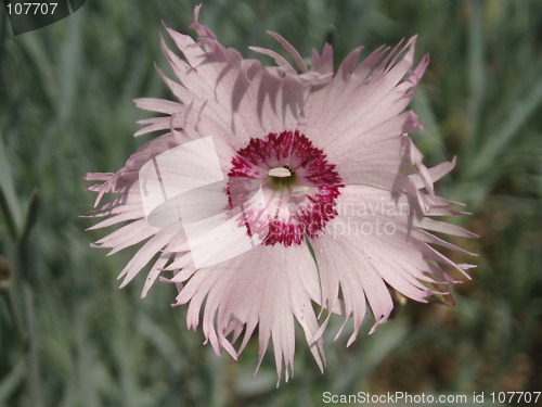 Image of Dianthus