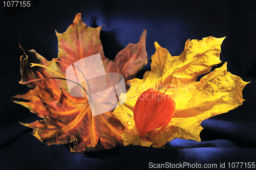 Image of Still life with autumn leaves and winter cherry