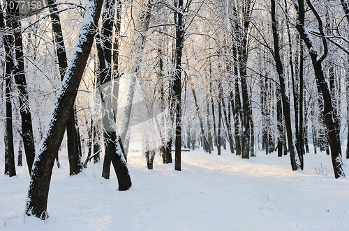 Image of Winter landscape