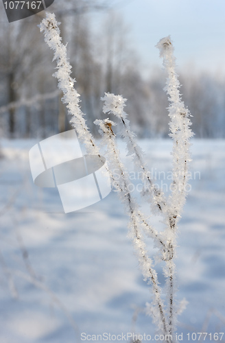 Image of Winter landscape