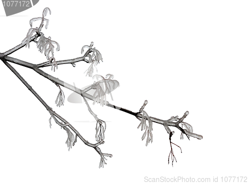 Image of Winter branch