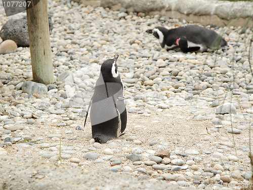 Image of Penguins