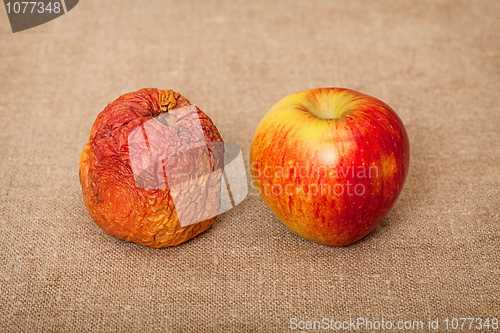 Image of Two fruit against canvas - bad and good apples