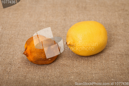 Image of Two fruit against canvas - bad and good lemons