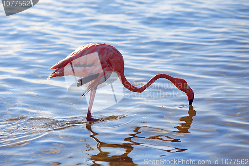 Image of Flamingo