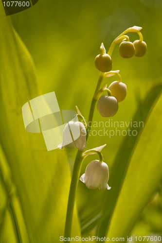 Image of Lily of the valley