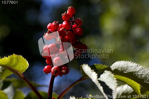 Image of Red berries