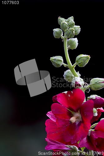 Image of hollyhock