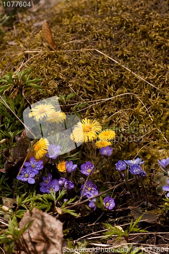 Image of Spring flowers