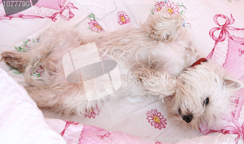 Image of Dog sleeping.