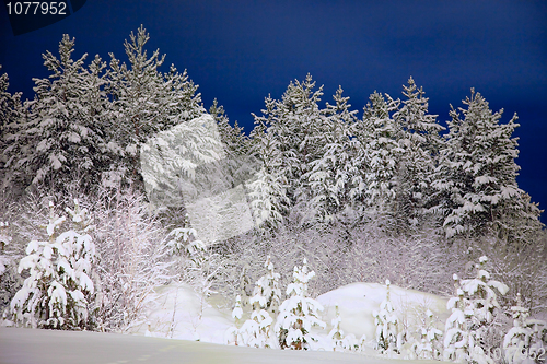 Image of Winter wood in the night