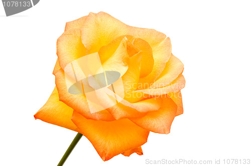 Image of Orange rose 