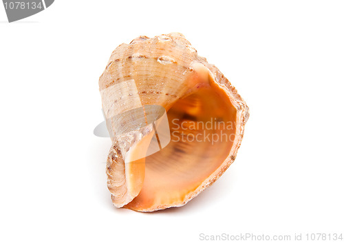 Image of Sea shell 