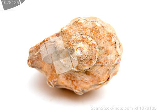 Image of Sea shell isolated on white background 