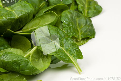 Image of Spinach leaves