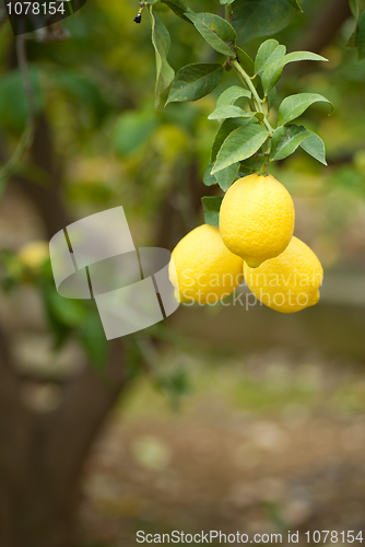 Image of Lemon tree