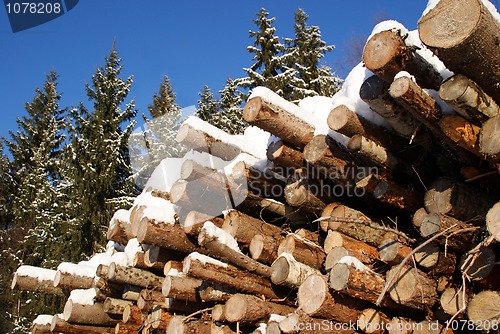 Image of Stack of Logs in Winter Spruce Forest