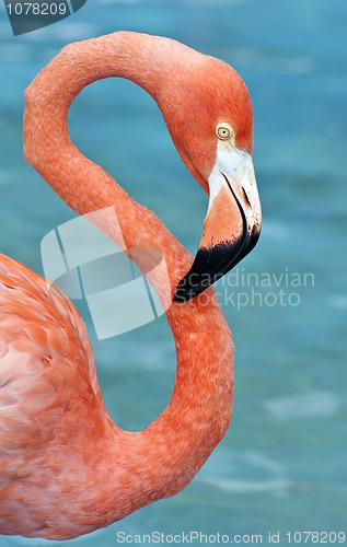 Image of Pink flamingo.