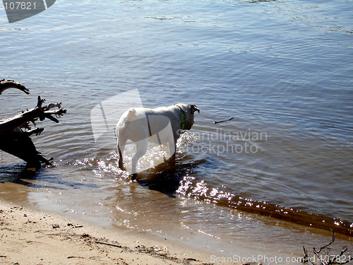 Image of Benson on beach 6