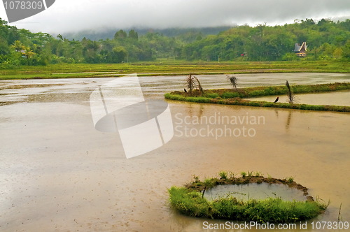 Image of Flooded Rice plantation