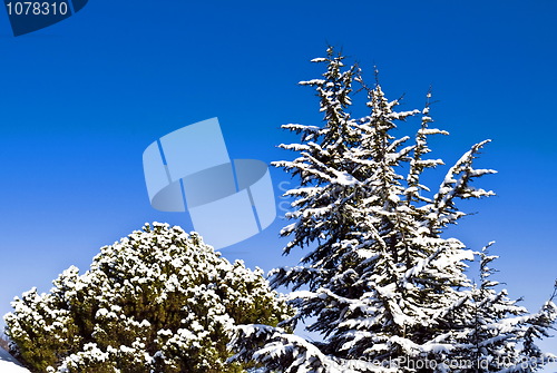 Image of Snowy trees on blue sky