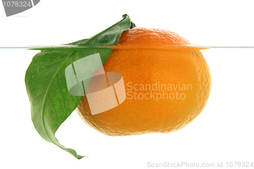 Image of A mandarin swims in water