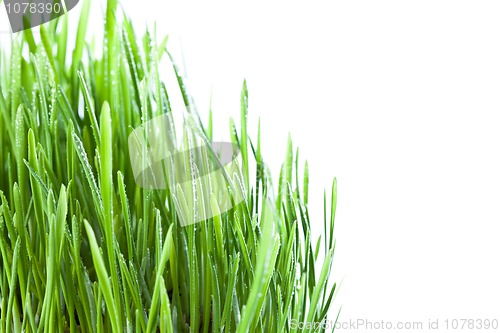 Image of wet grass