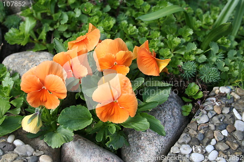 Image of Orange pansies