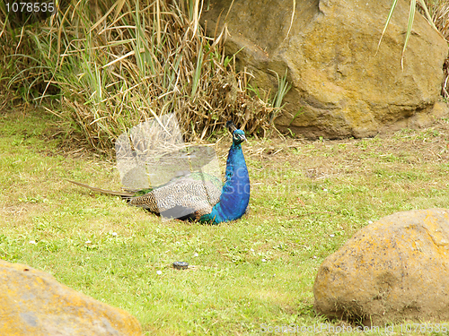 Image of Peacock