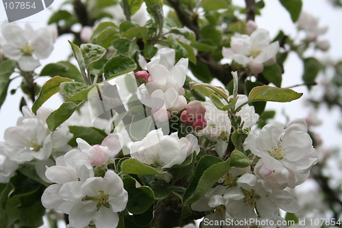 Image of Apple blossom