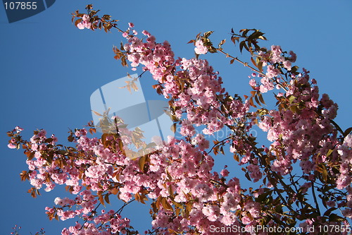 Image of Japanese cherry tree flowers