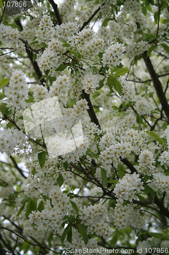 Image of White flowers