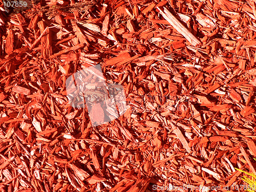 Image of Red Bark