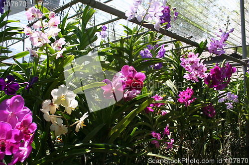 Image of Orchid nursery